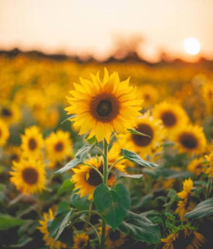 Generic sunflower seeds mixed varieties pack shows diverse colors for vibrant garden beds.