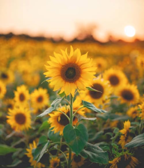 Generic sunflower seeds mixed varieties pack shows diverse colors for vibrant garden beds.