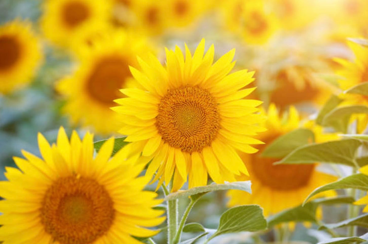 Generic sunflower seeds non-GMO quality ensures natural growth and robust outdoor results.