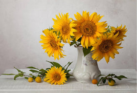 Generic sunflower seeds for outdoor planting ideal for productive garden landscapes.