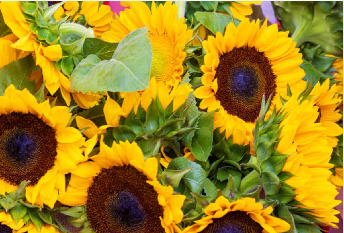 Generic sunflower seeds pollinator-friendly mix attracts bees and butterflies to your yard.