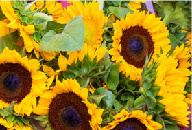 Generic sunflower seeds pollinator-friendly mix attracts bees and butterflies to your yard.