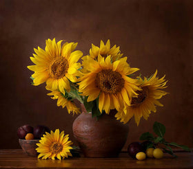 Generic sunflower seeds variety size range perfect for tall focal displays or compact corners.
