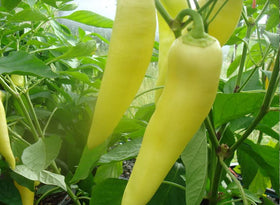 Generic Sweet Hungarian Yellow Wax Pepper seeds front-pack shot, ideal for home gardening.