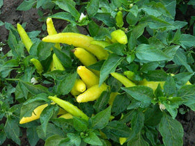 Generic Sweet Hungarian Yellow Wax Pepper seeds close-up, bulk garden seeds for versatile cooking.
