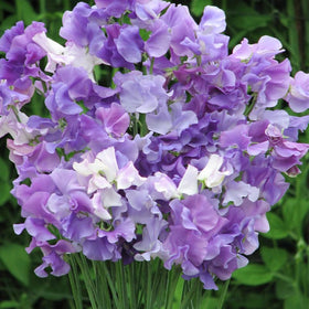 Close-up of fragrant sweet pea blossoms offering colorful garden charm.