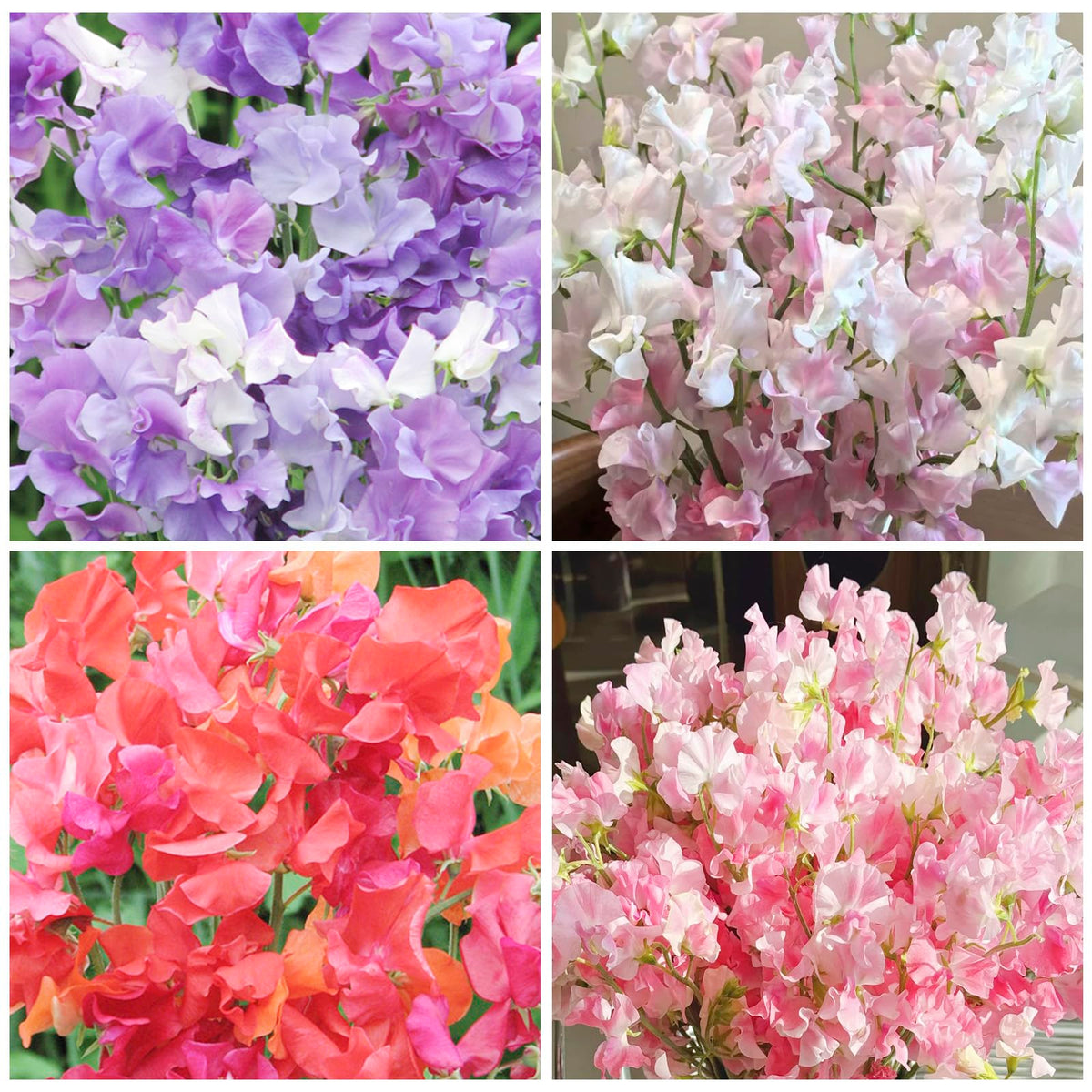 Sweet pea climbing on trellis shows vertical garden potential.