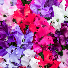 Sweet pea thriving in container with proper drainage and support.