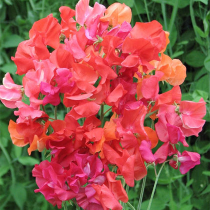 Generic sweet pea seeds packaging with high germination potential for vibrant garden color.