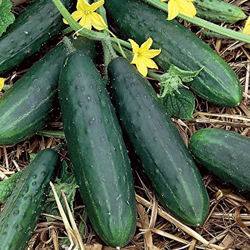 Generic Tendergreen Burpless cucumber seeds pack for home garden planting.