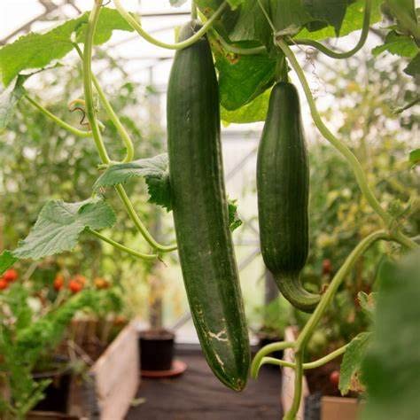 Generic Tendergreen cucumber seeds on soil ready to germinate.