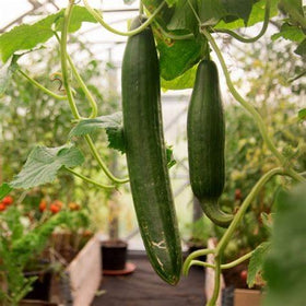 Generic Tendergreen cucumber seeds on soil ready to germinate.