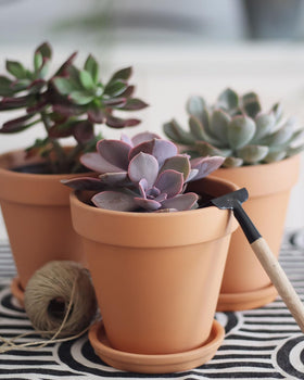 Durable baked terracotta saucer resists cracking