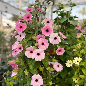 Generic Thunbergia vine on trellis displaying lush vertical cover.