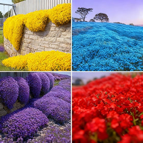 Generic thyme seeds 20000 pack ready for dense ground cover and fragrant borders