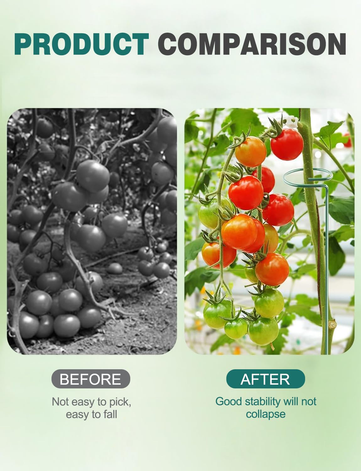 Generic tomato spiral stake aiding cucumbers as they climb along a trellis.