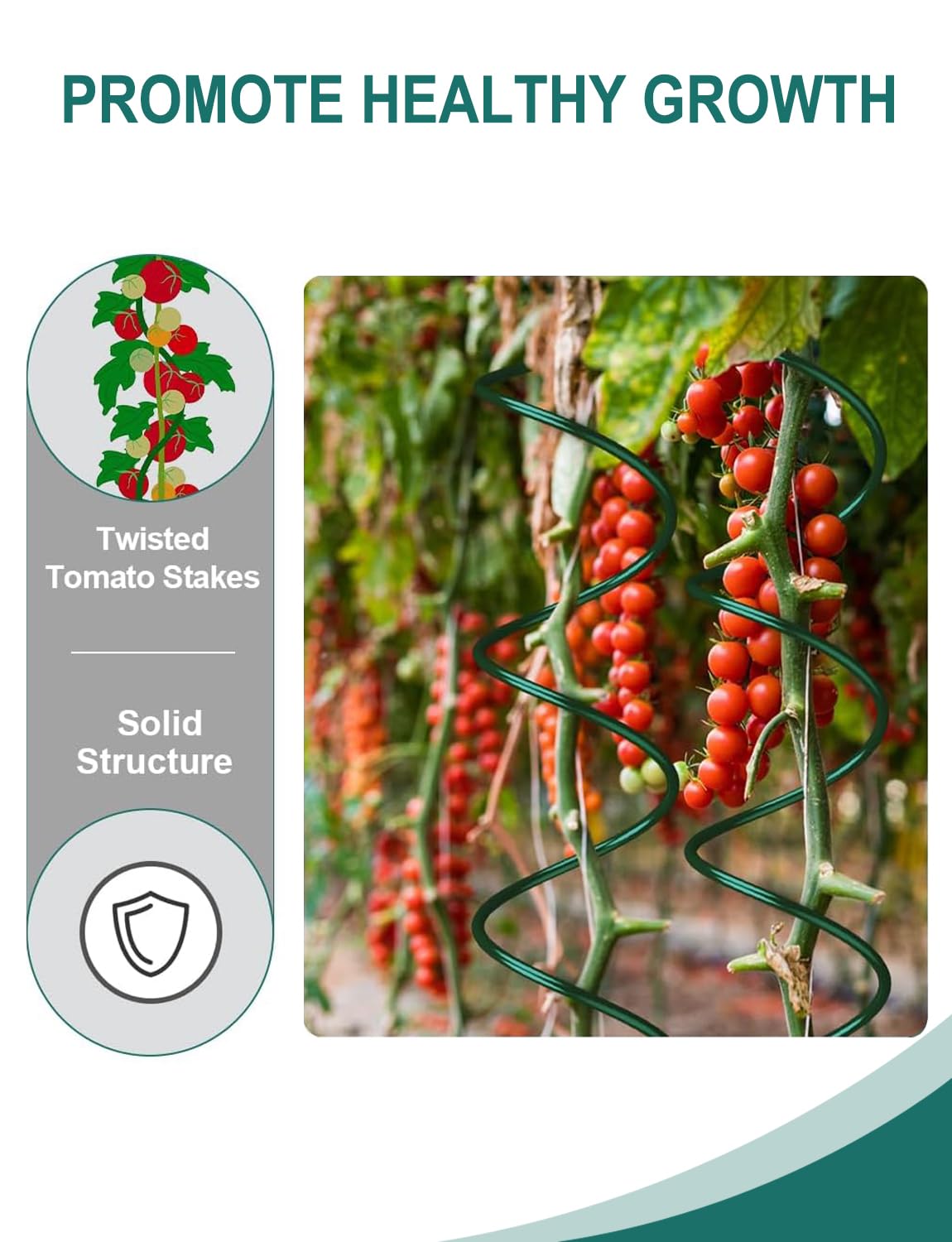 Generic tomato spiral stake in a greenhouse helping vines stay upright.