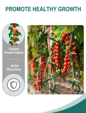 Generic tomato spiral stake in a greenhouse helping vines stay upright.