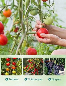 Generic spiral stake supports a tall tomato stem along a thriving plant.