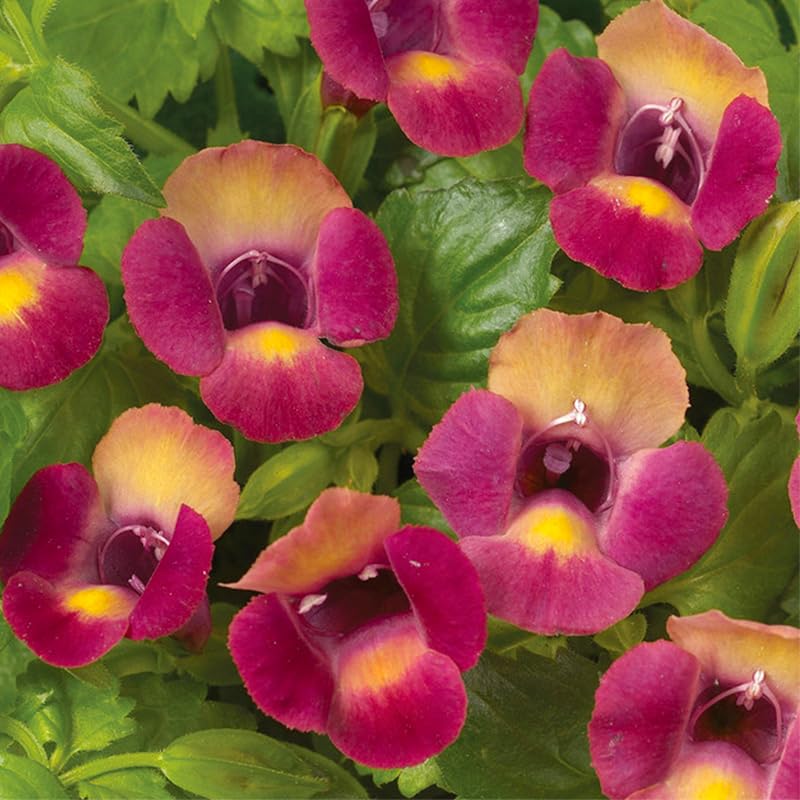 Generic Torenia blooms in a colorful mix brightening a woodland garden