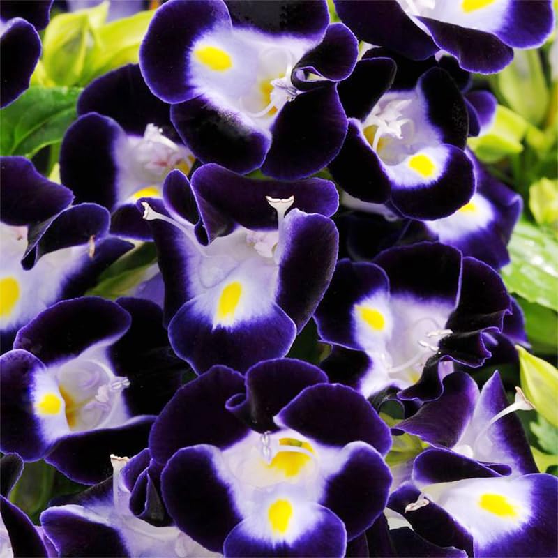Generic Torenia forms a creeping ground cover along borders for color