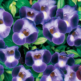 Generic Torenia seedling germination in moist starter mix for shade beds