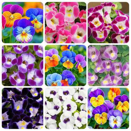 Generic Torenia Wishbone Flower seed pack showing vibrant shade garden colors