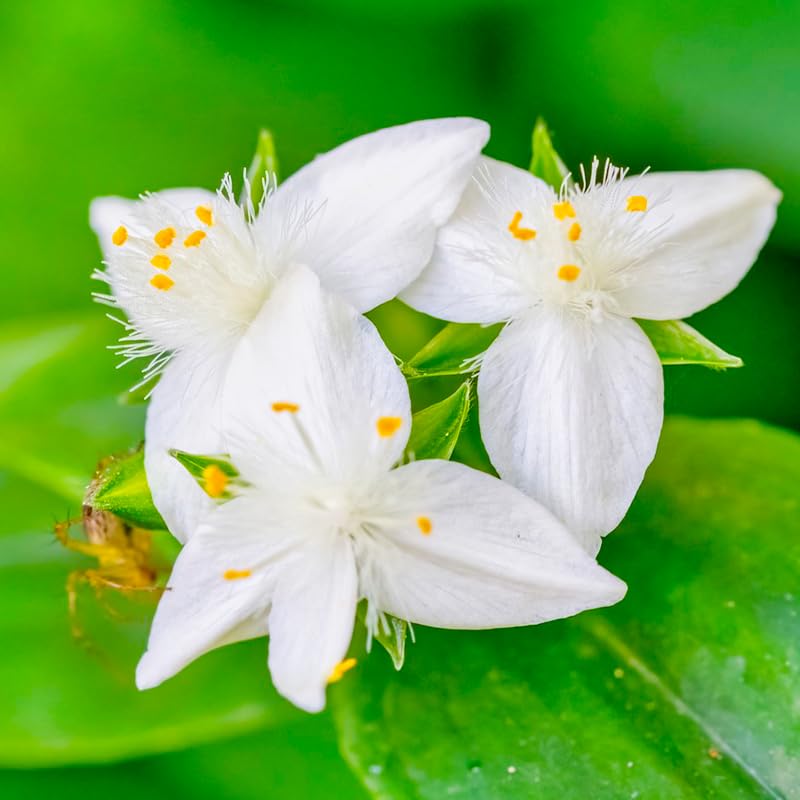 Generic Tradescantia Spiderwort butterfly-garden display attracts pollinators
