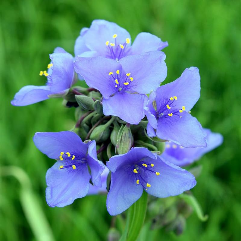 Generic Tradescantia Spiderwort ground-cover bloom in border garden