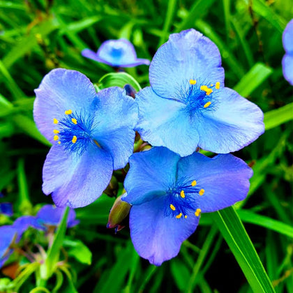 Generic Tradescantia Spiderwort seeds pack for starting perennial borders