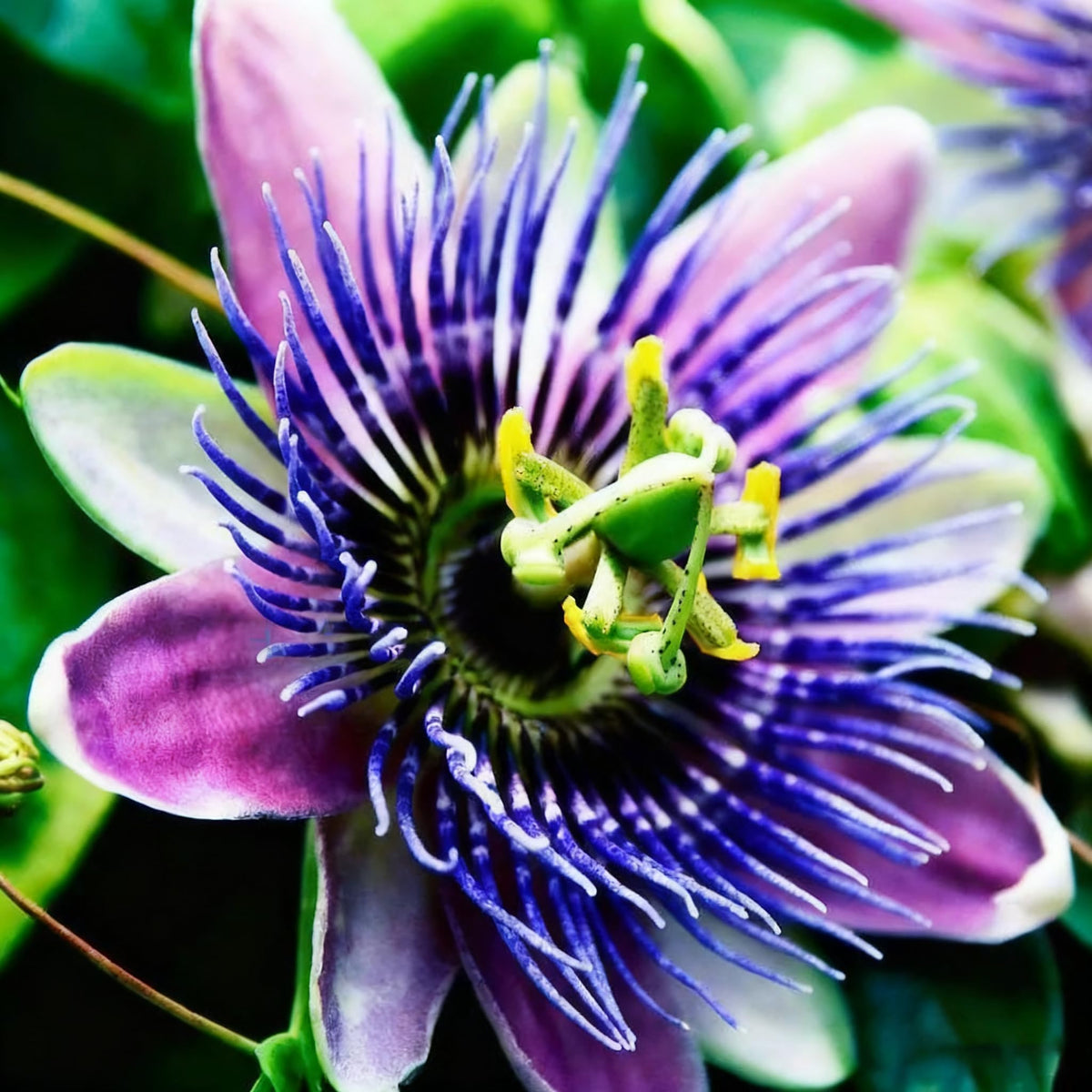 Generic trellis coverage with passion flowers boosting outdoor garden decor.