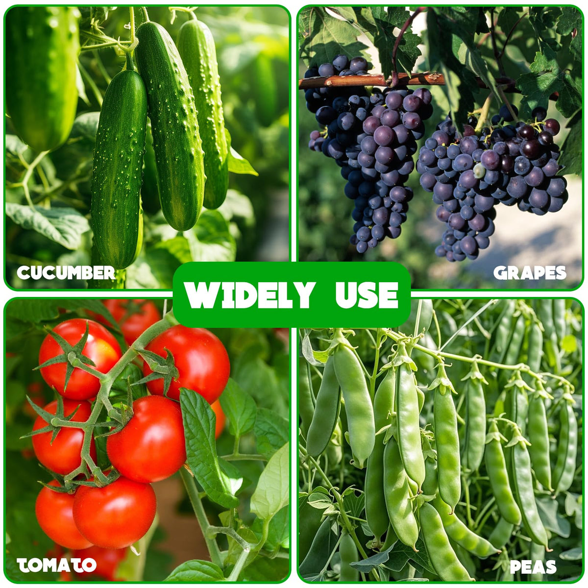 Generic Vegetable support frame suitable for cucumbers, peas, and beans.