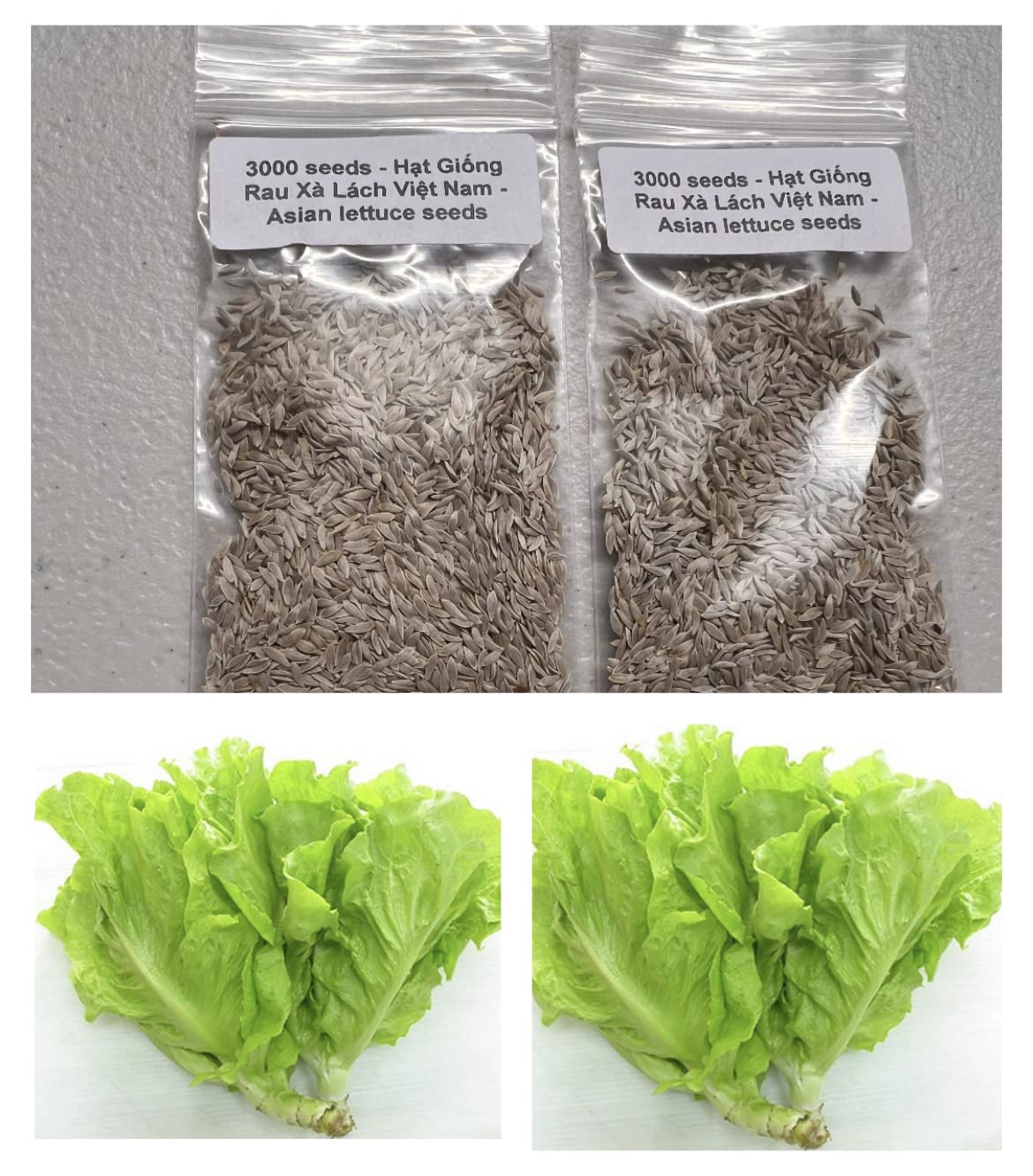 Generic Vietnamese lettuce ready to harvest in a home garden