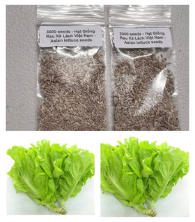 Generic Vietnamese lettuce ready to harvest in a home garden