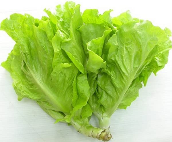 Generic Vietnamese lettuce seeds close-up showing seed texture and viability