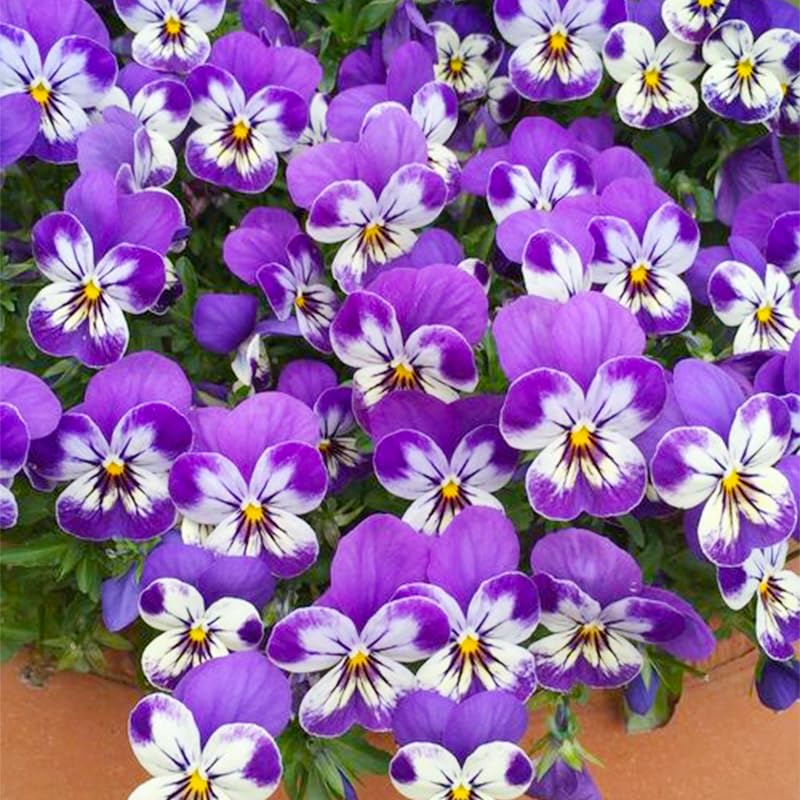 Generic viola pansy seeds close up reveal vibrant petals and heirloom charm.