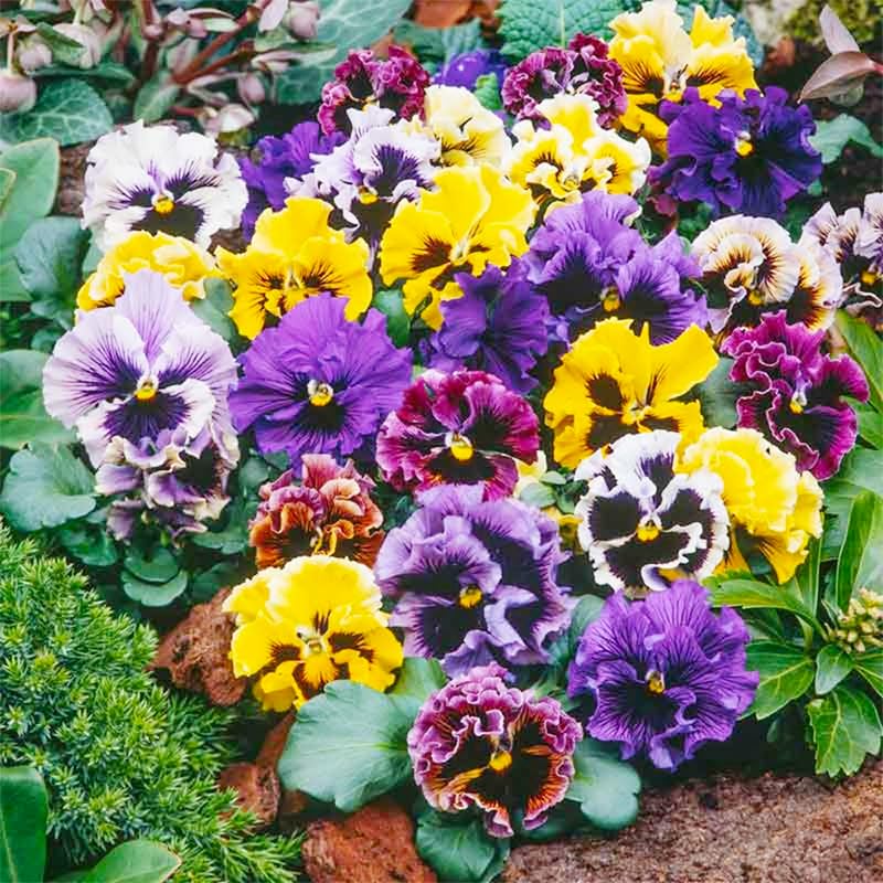 Generic Viola Philippica seeds bouquet arrangement home accent