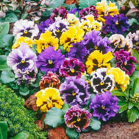 Generic Viola Philippica seeds bouquet arrangement home accent