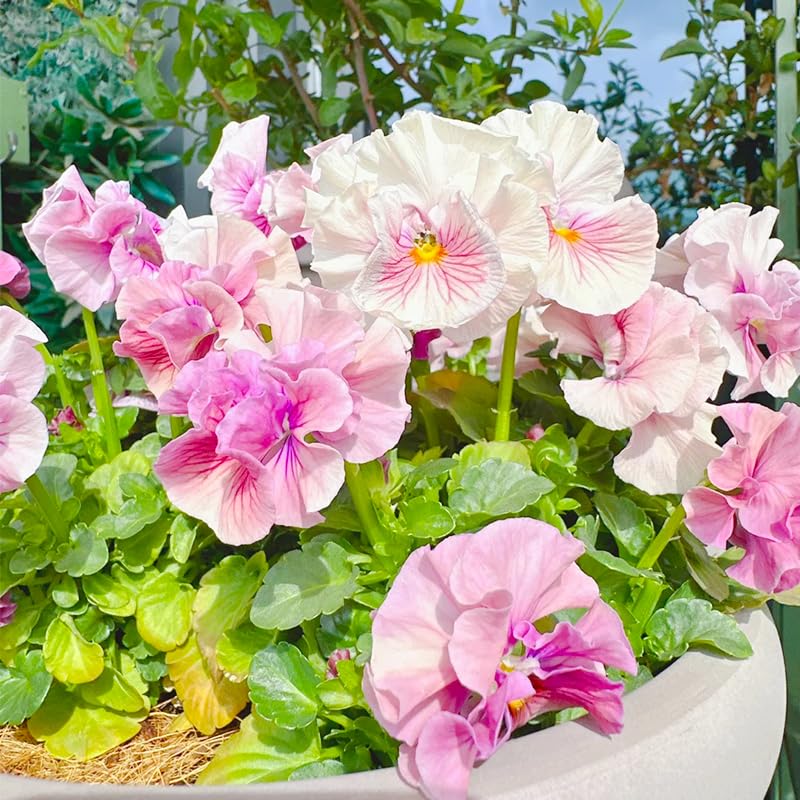 Generic Viola Philippica seeds garden bed color border