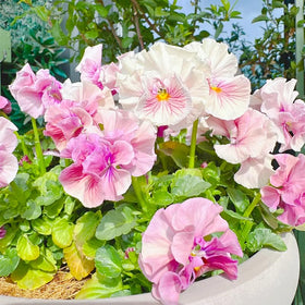Generic Viola Philippica seeds garden bed color border