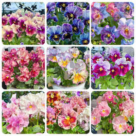 Generic Viola Philippica seeds germination setup for spring planting success