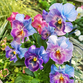 Generic Viola Philippica seeds in a pot for compact color