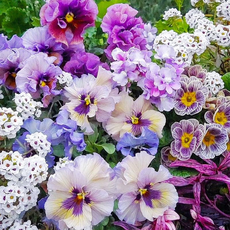 Generic Viola Philippica seeds packet closeup for vibrant garden color
