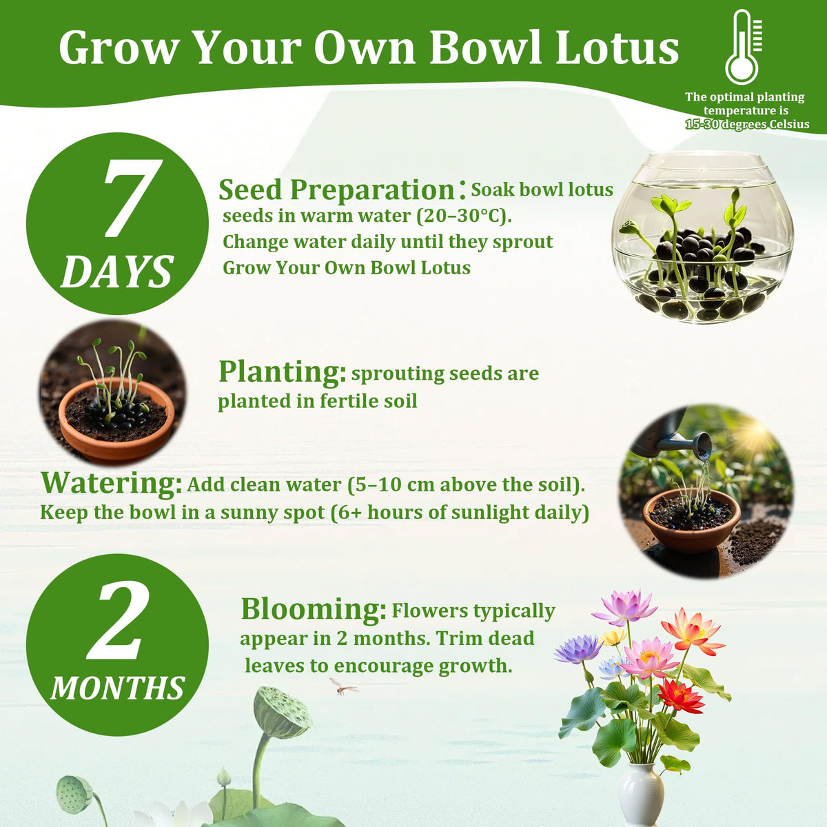 Generic water garden setup with lotus seeds for outdoor displays