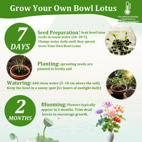 Generic water garden setup with lotus seeds for outdoor displays