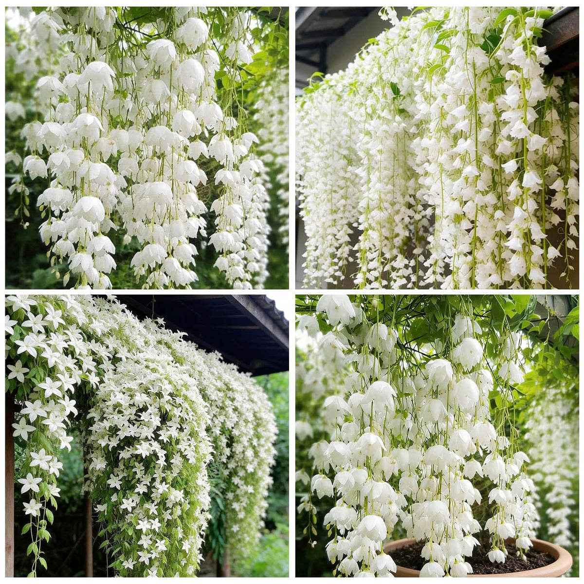 Generic Weeping Jasmine seeds show fragrant bloom adding scent to a garden space