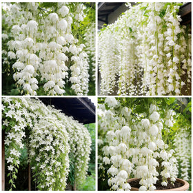Generic Weeping Jasmine seeds show fragrant bloom adding scent to a garden space