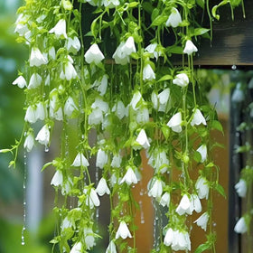 Generic Weeping Jasmine seeds spring planting guide for warm zones 8 to 11