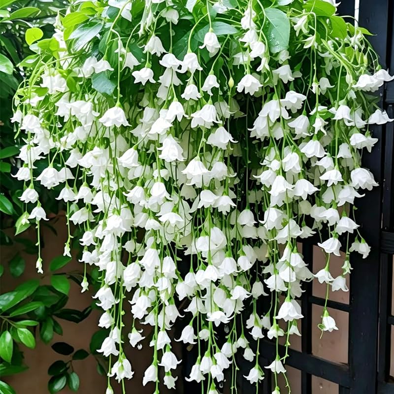 Generic Weeping Jasmine seeds ready to climb a trellis for vertical greening