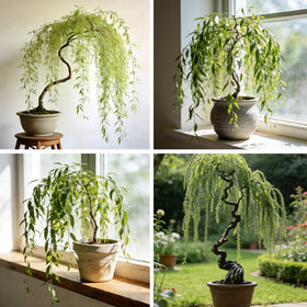 Generic Weeping Willow seeds packaging showing viability for bonsai projects